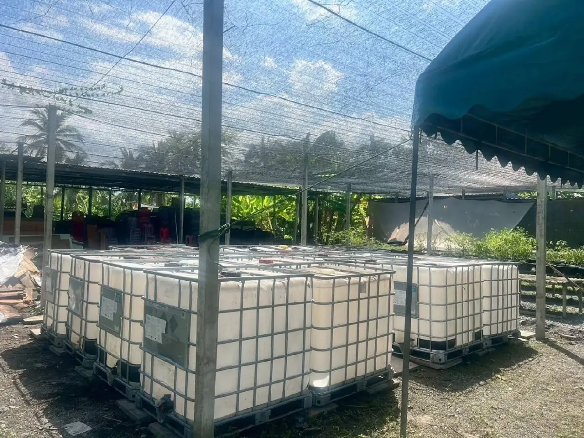 น้ำหมักชีวภาพปลาหมอคางดำ ‘Waste, Not Wasted’ช่วยผลผลิตดีขึ้น