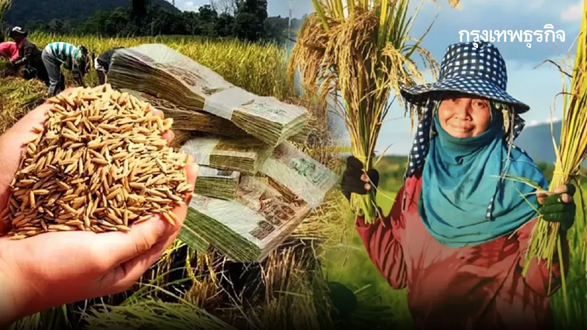 ใครได้ เงินช่วยเหลือชาวนา ไร่ละ 1000 ปรับใหม่ค่าปัจจัยไร่ละ 500 บ.