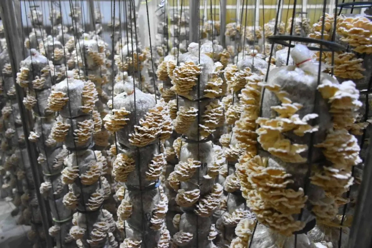 เห็ดแครงสายพันธุ์ใหม่ ไบโอเทคตอบโจทย์โปรตีนทางเลือก อาหารแพลนต์เบส