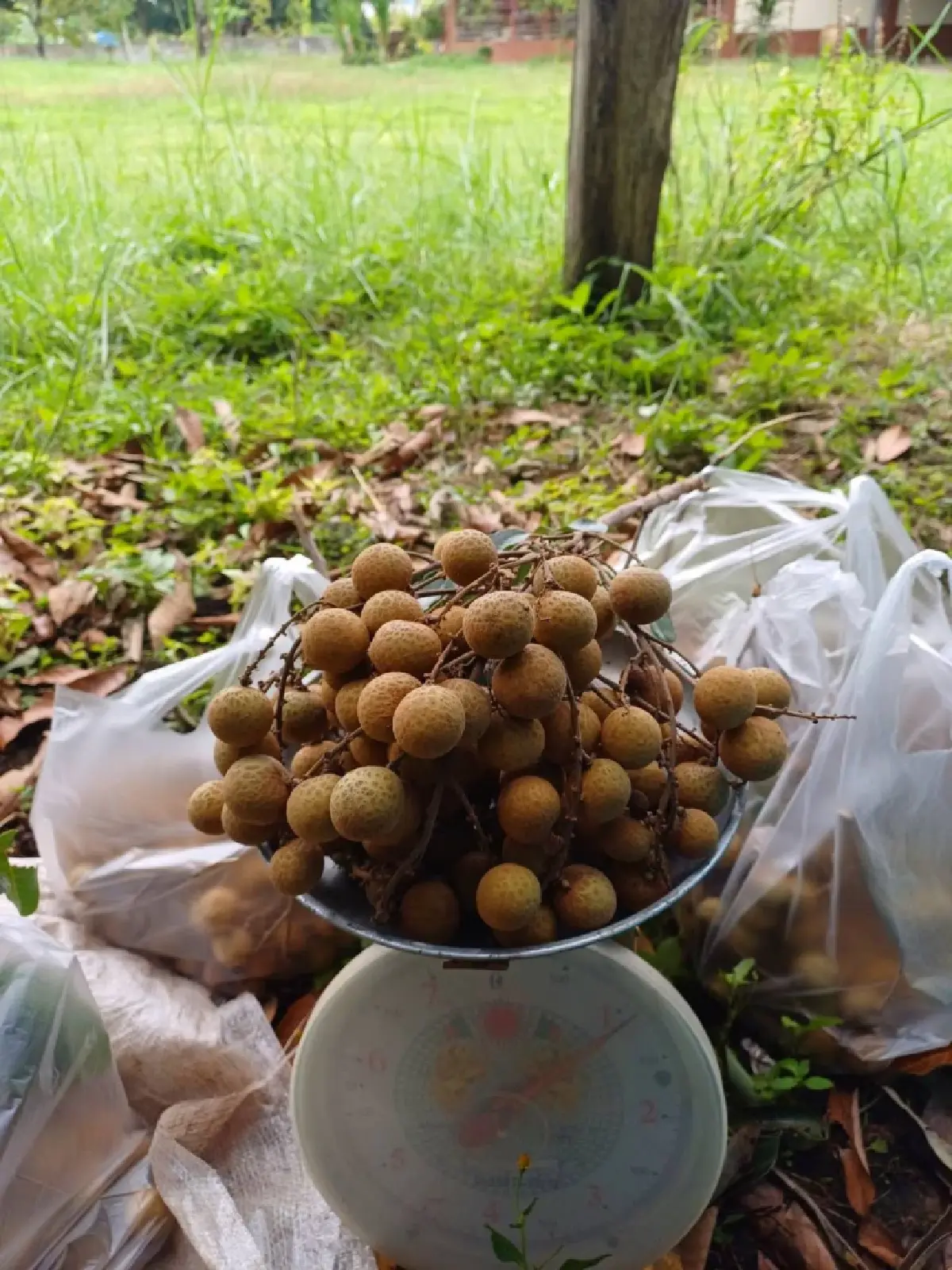 เกษตร เคาะ พันล้าน จ่ายชาวสวนลำไยไร่ละ 1,400 แก้ปัญหาราคาตก