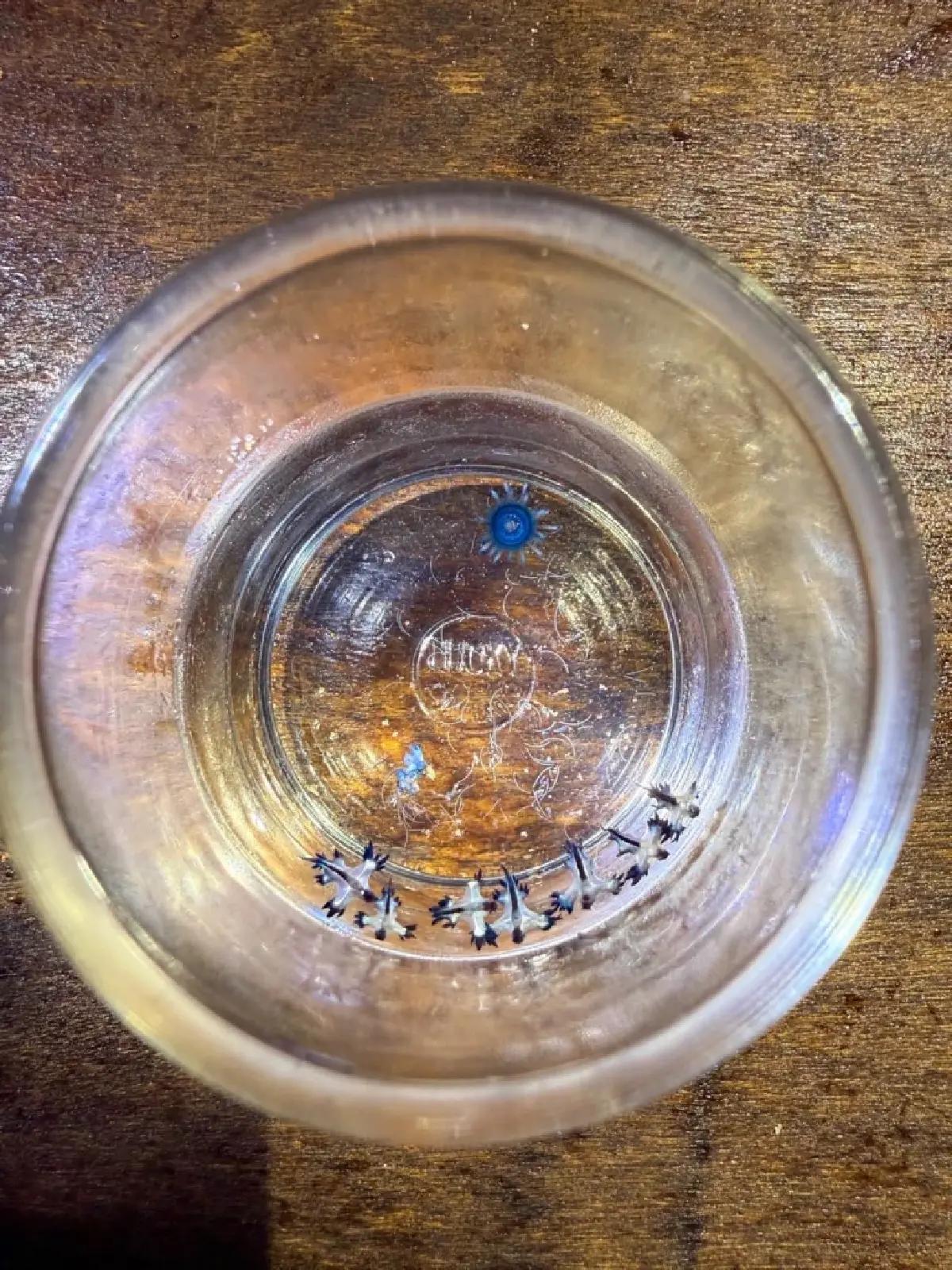 สวยสังหาร มังกรทะเลสีน้ำเงิน Blue Dragon บุกหาดกะรน พิษร้ายถึงตาย