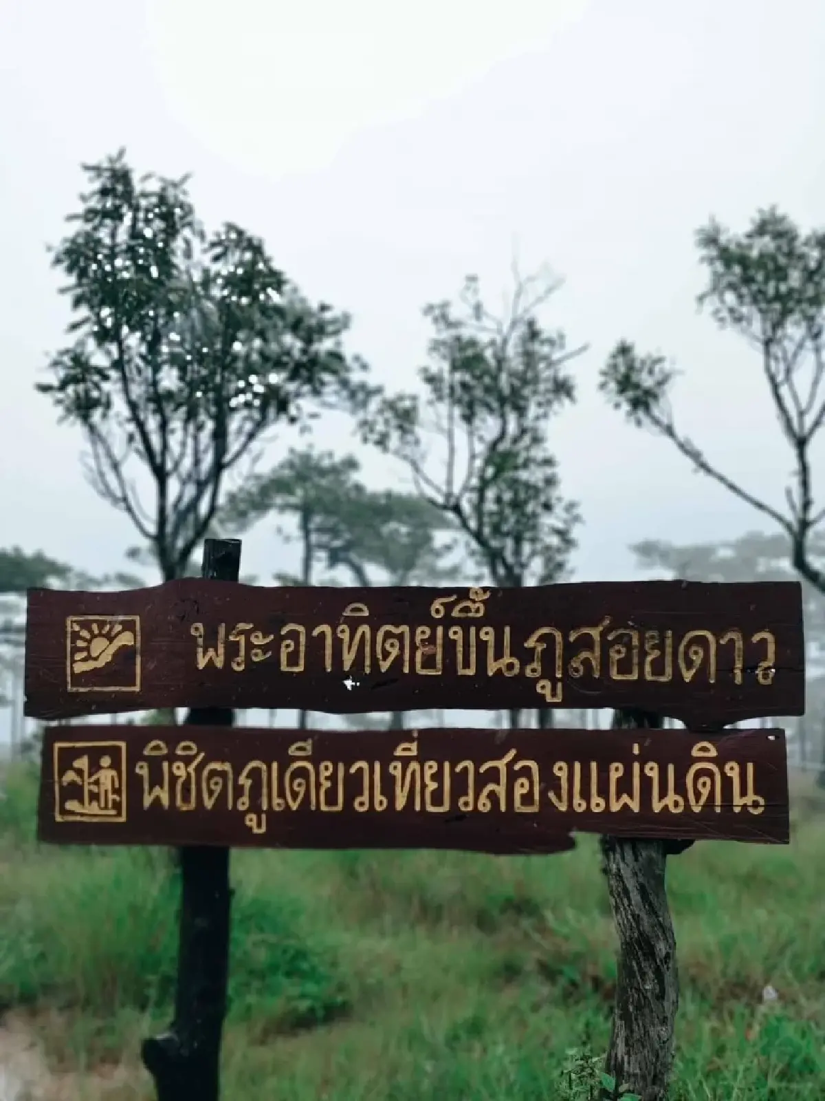 อช.ภูสอยดาว เปิดแล้ว พร้อมรับนทท.พิชิตป่าลานสน ชมทุ่งดอกหงอนนาค