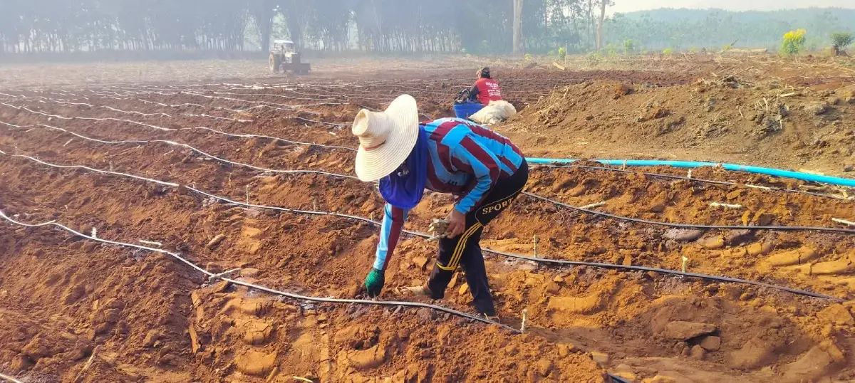 เตรียมดินก่อนปลูกมันสำปะหลัง เพิ่มผลผลิตคุณภาพ สร้างรายได้ดี