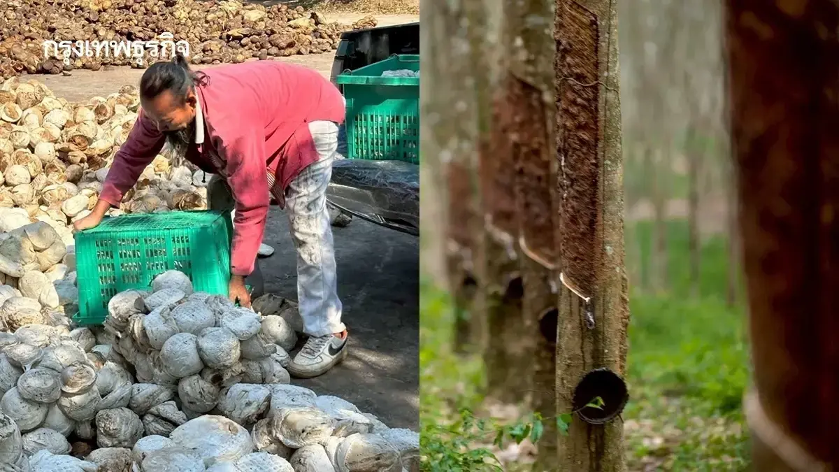 เปิดแผนส่งออกยางพาราไทยไปจีน ผ่านแม่น้ำโขง ฟรีภาษีนำเข้า 0%