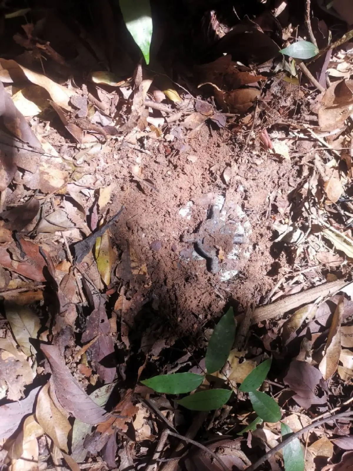 กองทัพภาคที่ 2 แจ้งขอรับการสนับสนุน 'ลวดหนามหีบเพลง' จำนวนมาก