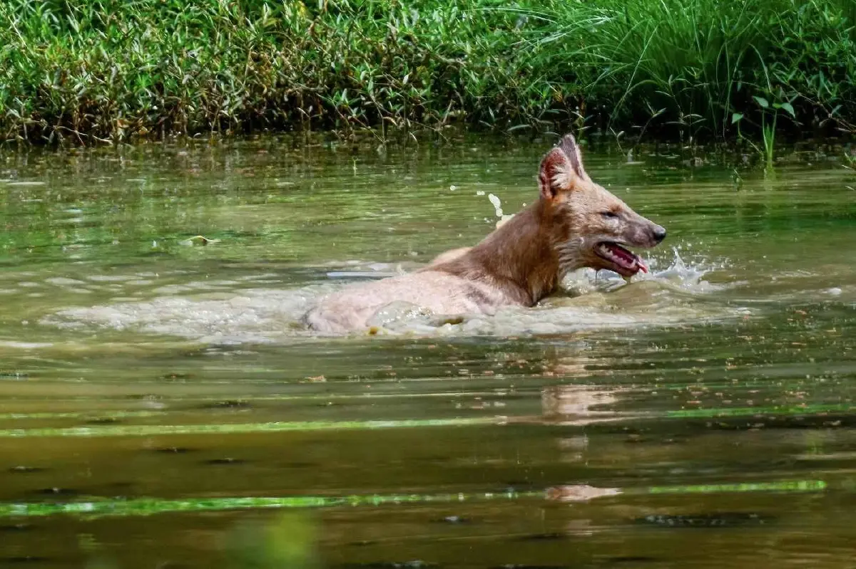 รู้จัก 'หมาใน' หมาป่าไทย สัตว์ผู้ล่า ดัชนีชี้วัดความอุดมสมบูรณ์