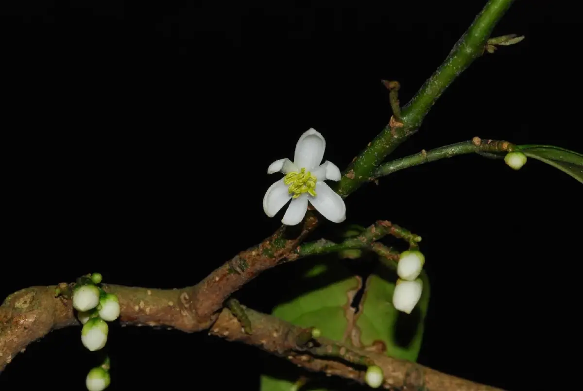 'กำลังวัวเถลิง' พืชสมุนไพรมากสรรพคุณ บำรุงกำลัง บรรเทาปวดเมื่อย