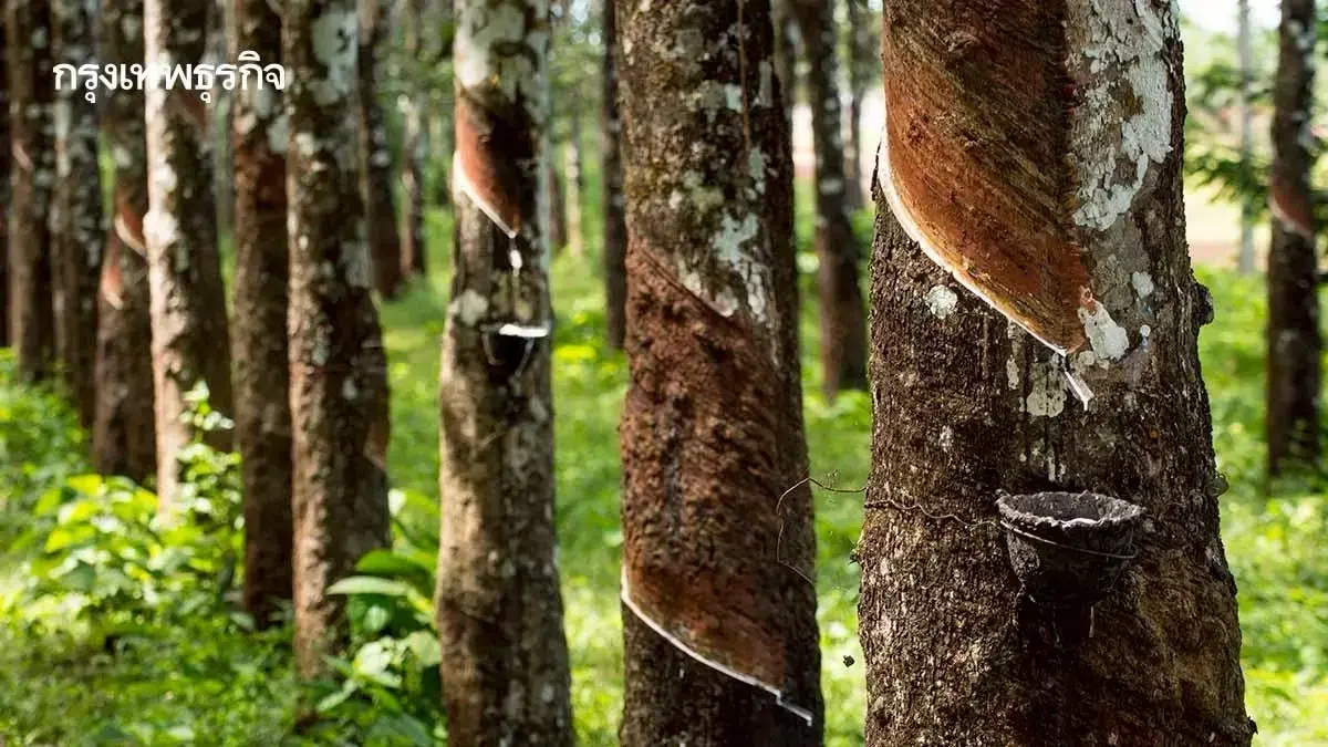 เปิดแผนส่งออกยางพาราไทยไปจีน ผ่านแม่น้ำโขง ฟรีภาษีนำเข้า 0%