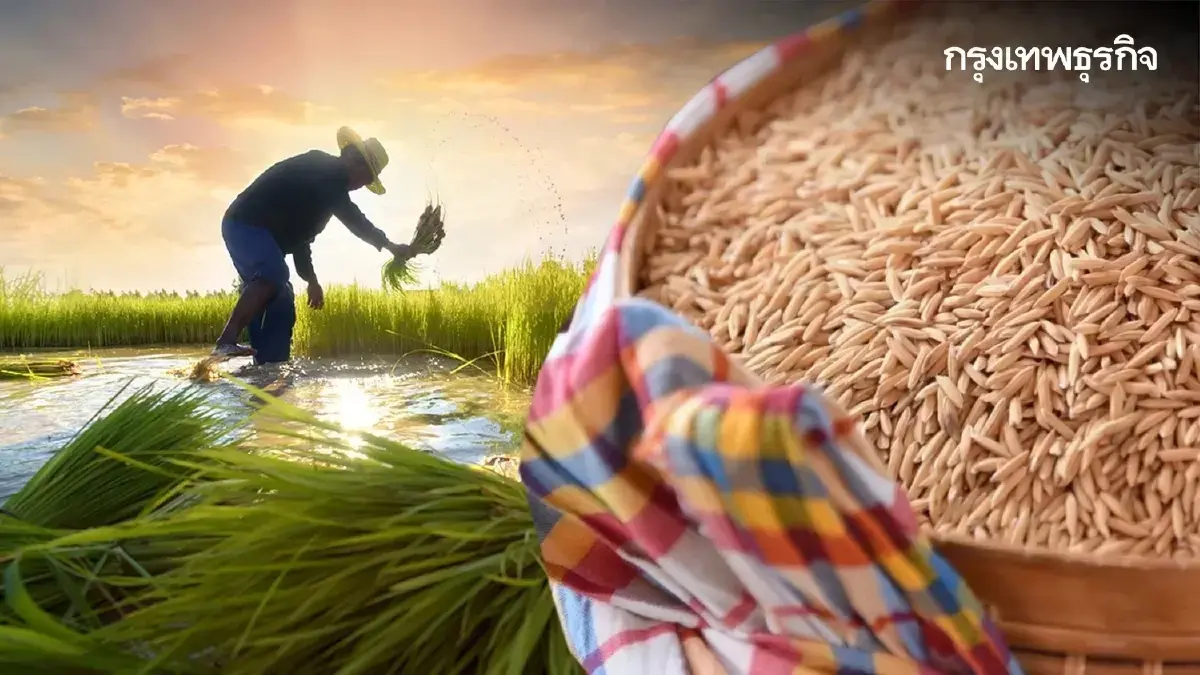 ได้เงินยังไง? ไร่ละ 1000 เงินช่วยเหลือชาวนาเกษตรกร ข้าวนาปรัง 68