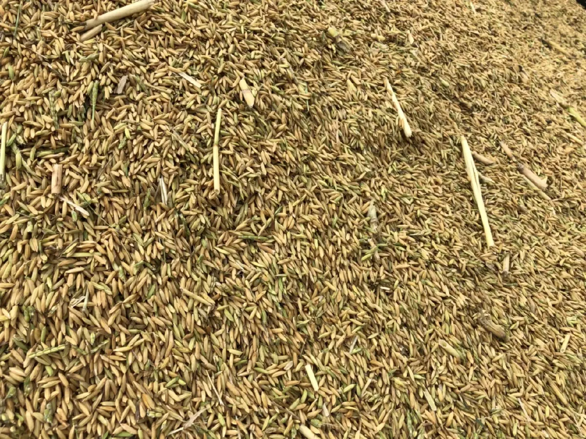 ออกแล้ว กำหนดวันเคาะเงินช่วยเหลือชาวนา ไร่ละ 1000 ปลูกข้าวนาปรัง