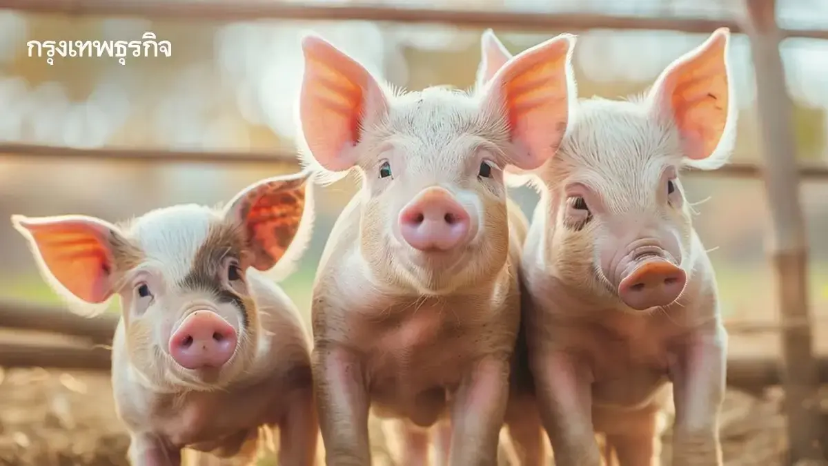 สมาคมหมู ร้องรัฐหวั่นไทยเปิดตลาดหมูแลกดีลภาษีสหรัฐ 19%