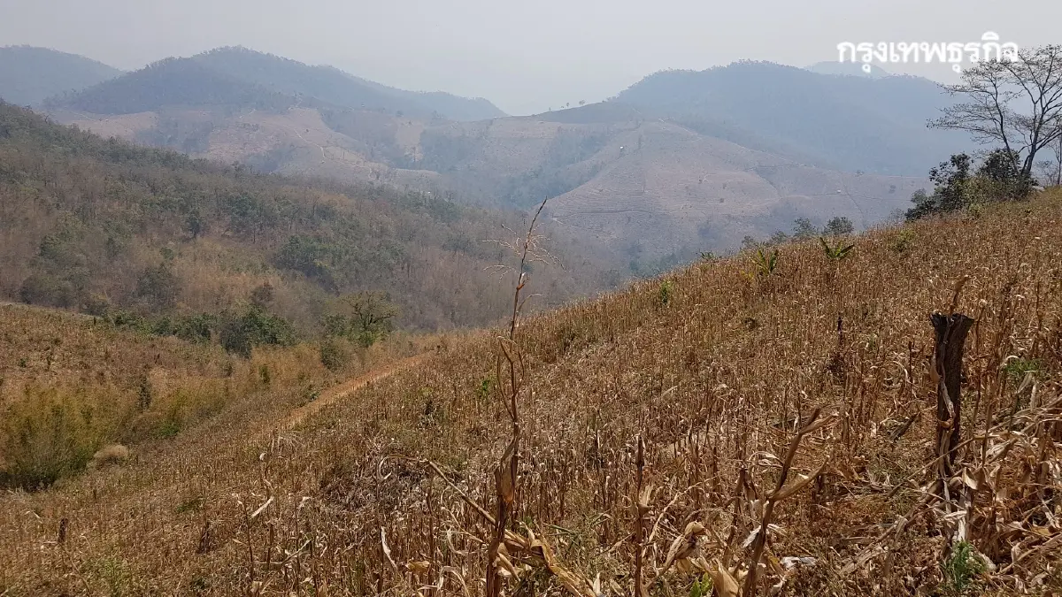 อนาคตของดอยหัวโล้นทุ่งข้าวโพดไทย