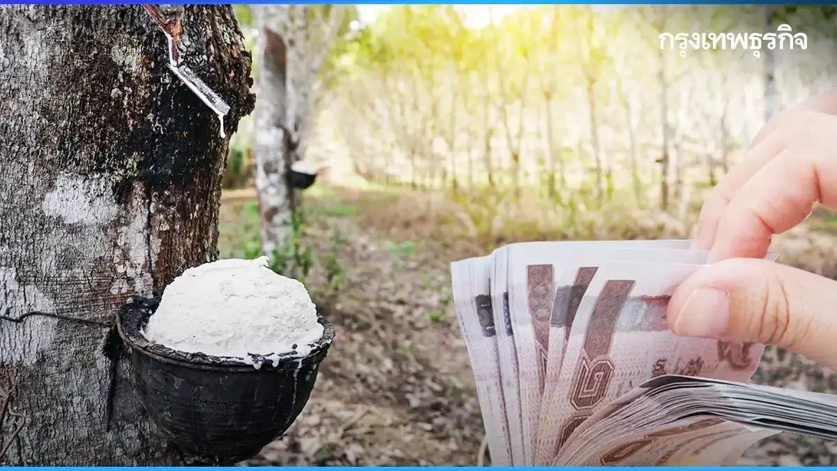 รับเงินก้อนใหญ่ คนปลูกยางพารา โค่งยางปลูกใหม่ ได้เงินไร่ละ 16000