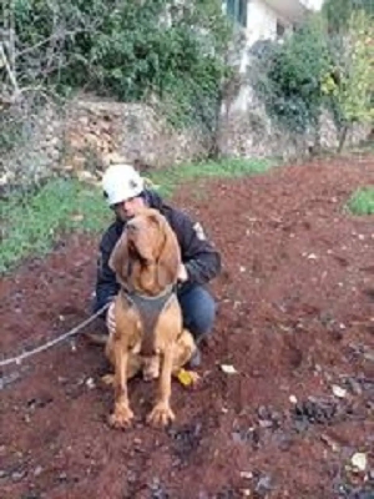 ขวางทางหมาเกิด | อาหารสมอง