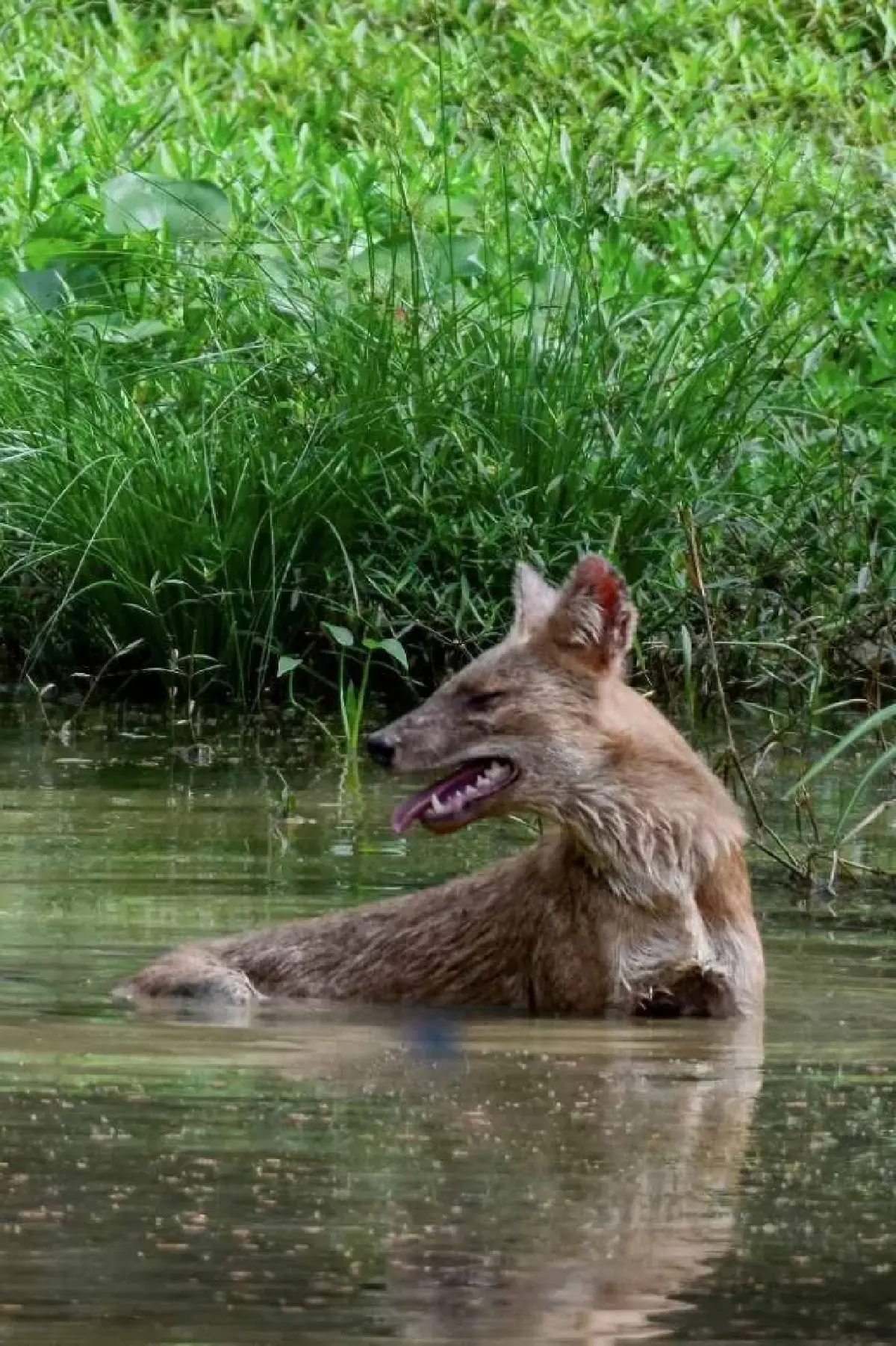 รู้จัก 'หมาใน' หมาป่าไทย สัตว์ผู้ล่า ดัชนีชี้วัดความอุดมสมบูรณ์