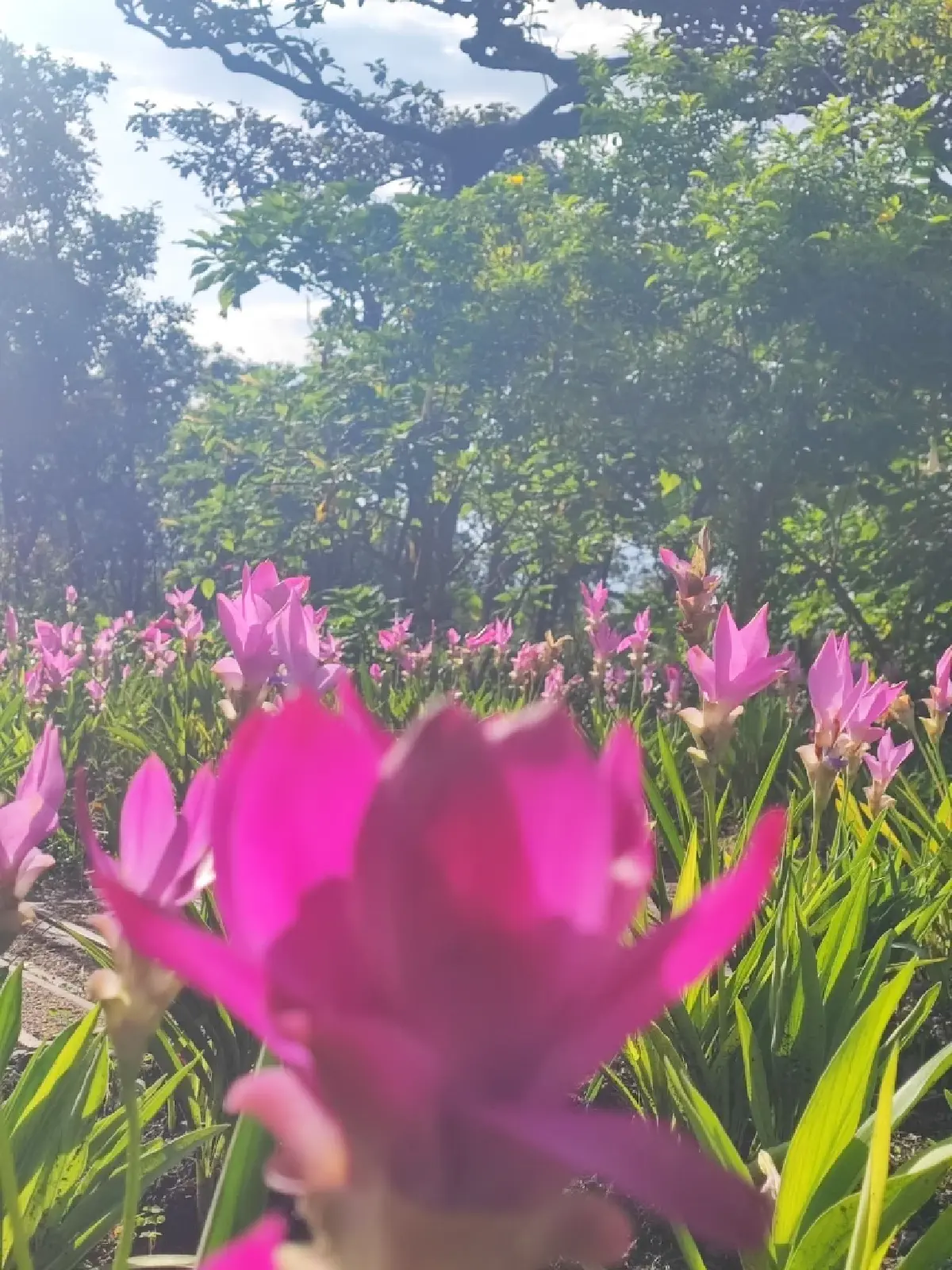 สิทธิ์เหลือ เที่ยวไทยคนละครึ่ง 2568 เที่ยวไหน พิกัดวันงานประเพณี