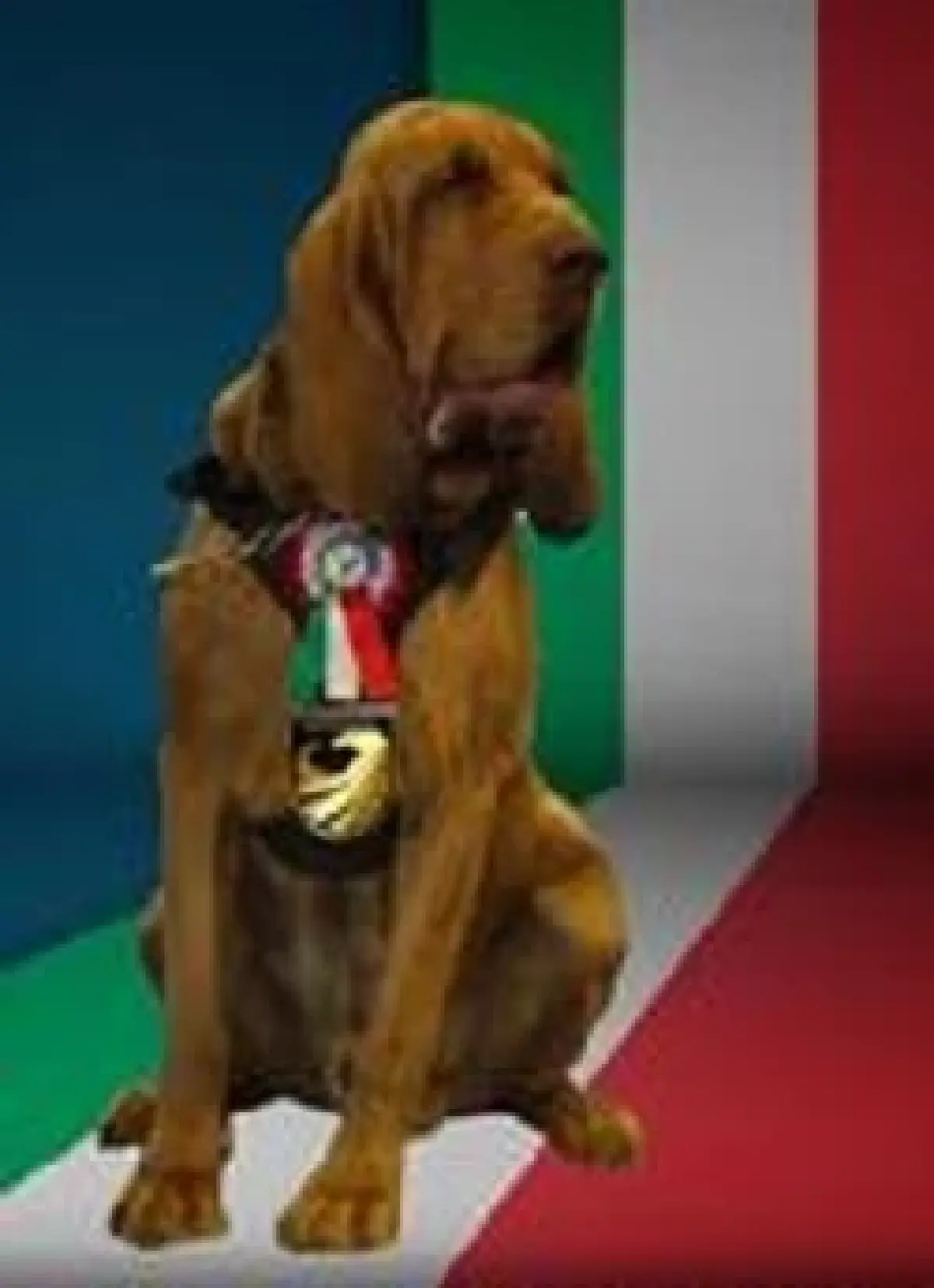 ขวางทางหมาเกิด | อาหารสมอง