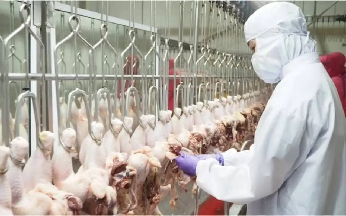 ซาอุฯขยายเวลานำเข้าสัตว์ปีกจากไทยอีก 6 เดือน ก่อนบังคับใช้ “Saudi GAP” มี.ค. 69