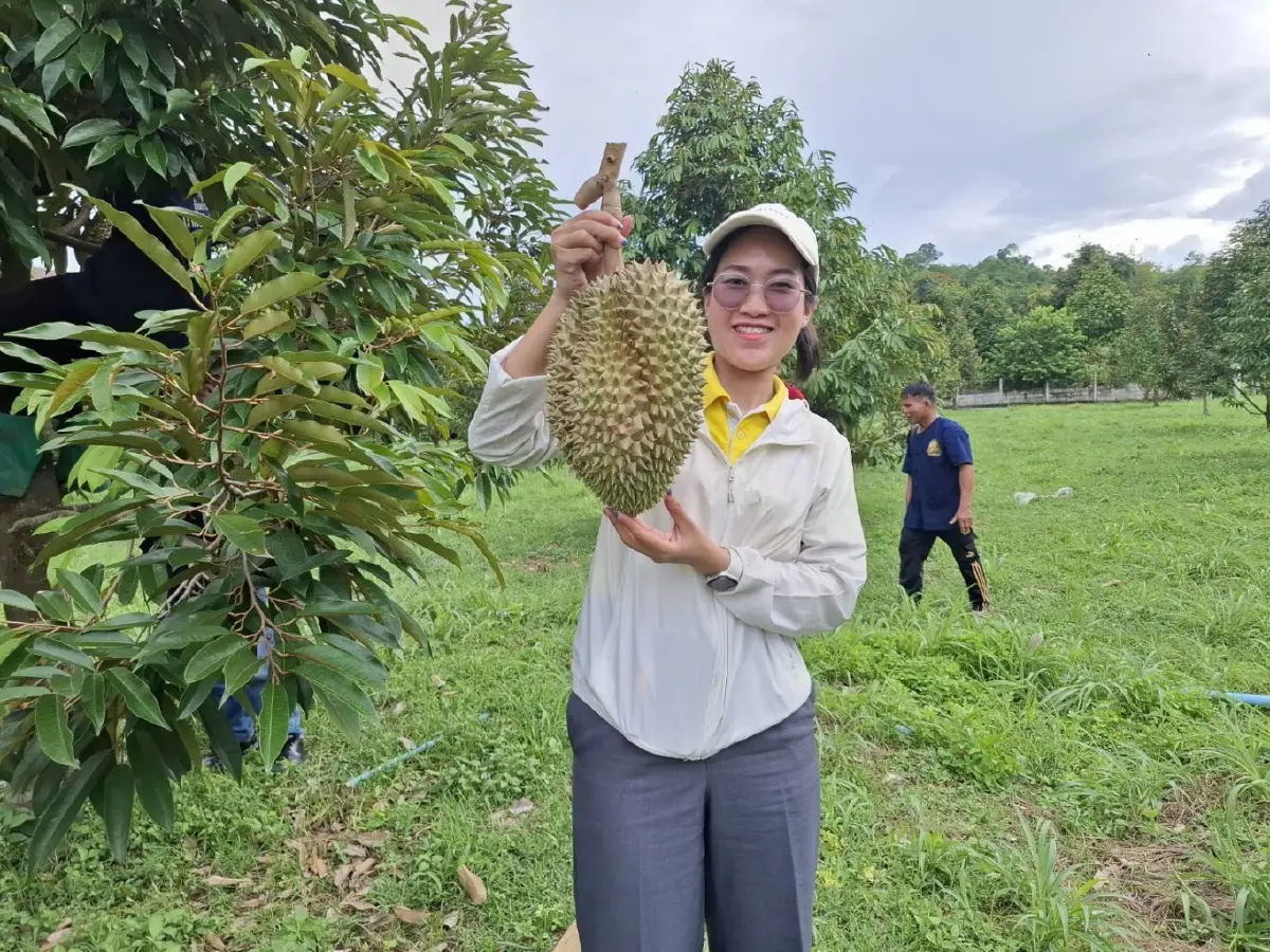 สถานีพัฒนาที่ดินขอนแก่น จัดอบรมผลิตทุเรียนตามหลักเกษตรปลอดภัย