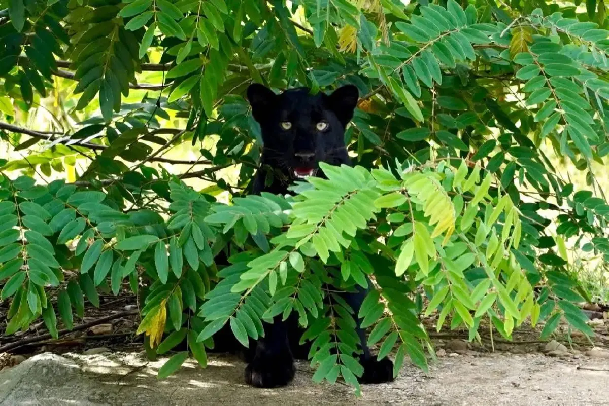 อุทยานแห่งชาติ เปิดภาพ ‘เสือดำ’ ล่าสุด อวดโฉมทักทายนักท่องเที่ยว