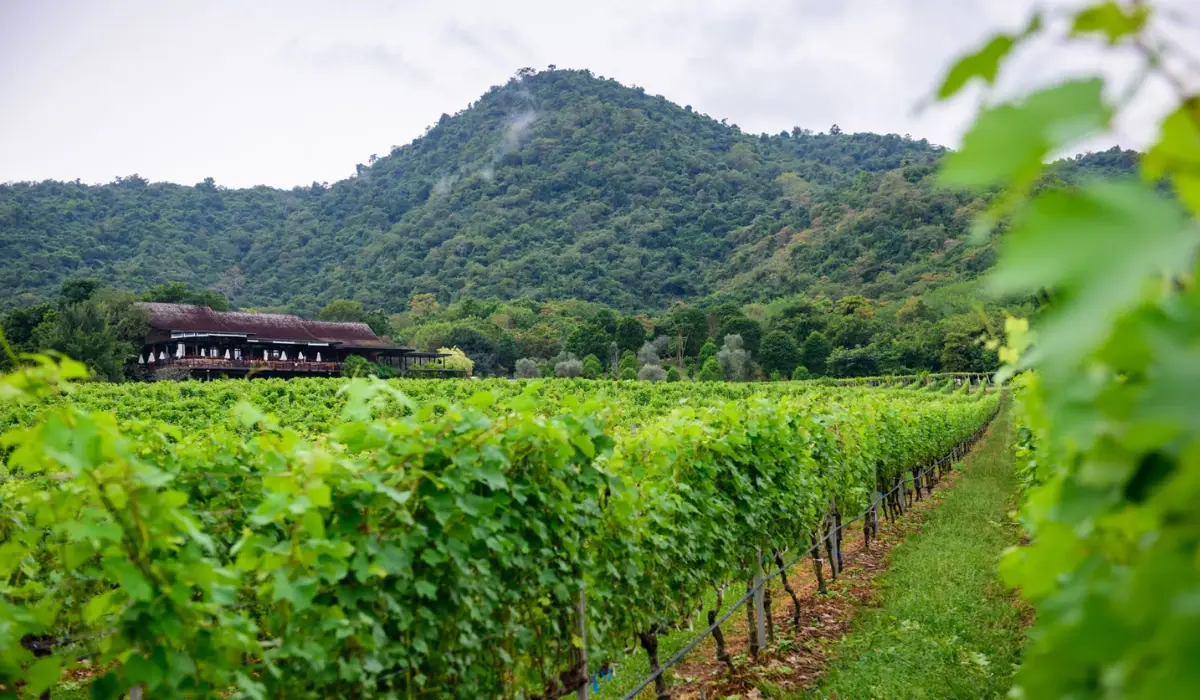 เทศกาล Vineyard Fest กิจกรรมจากมอนซูน แวลลีย์ บรรยากาศของไร่องุ่น