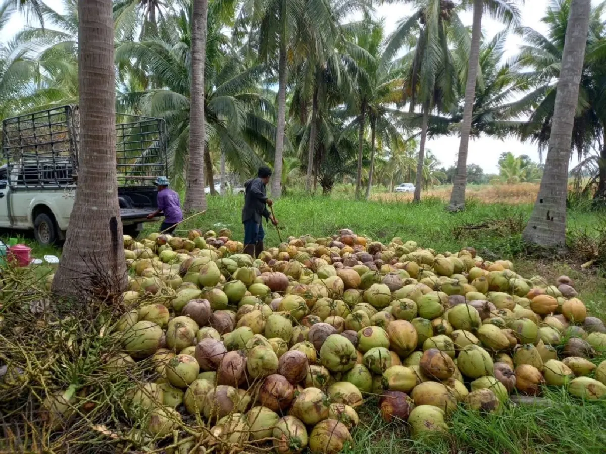 บอร์ดพืชน้ำมัน วางกรอบ 3 ปีโควตานำเข้า กากถั่วเหลือง-เมล็ดถั่วเหลือง-มะพร้าว