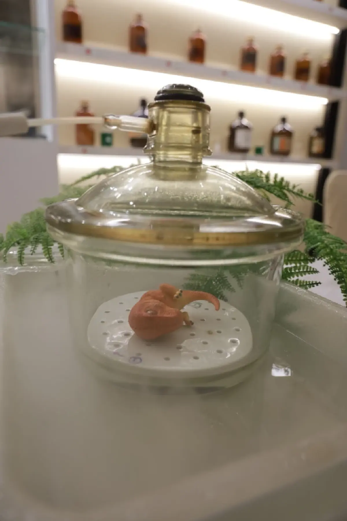 ครั้งแรกในไทย เปิดประสบการณ์ฟื้นคืนชีพ “ไดโนเสาร์” 13 สายพันธุ์ไทย