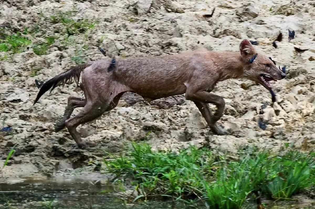 รู้จัก 'หมาใน' หมาป่าไทย สัตว์ผู้ล่า ดัชนีชี้วัดความอุดมสมบูรณ์