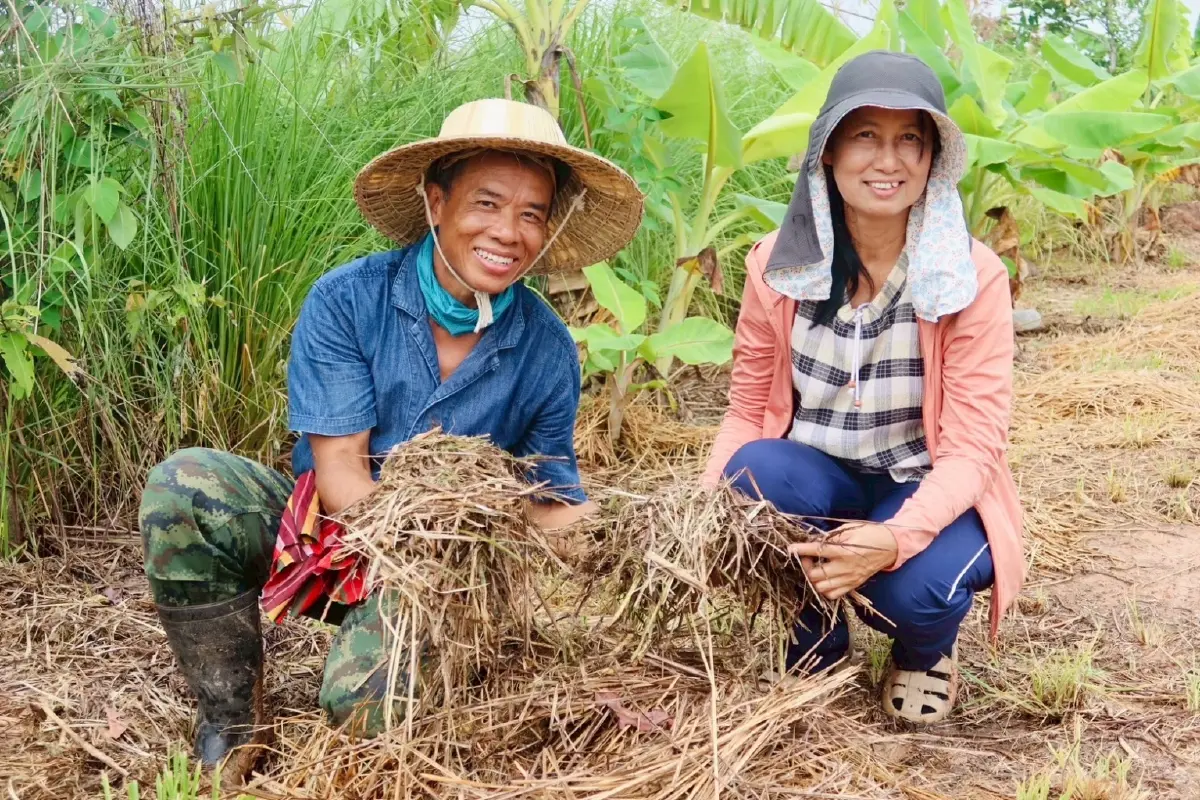 กรมพัฒนาที่ดิน หนุน‘ปลูกหญ้าแฝก’ ฟื้นฟูดิน กักเก็บน้ำ สร้างรายได้ยั่งยืน