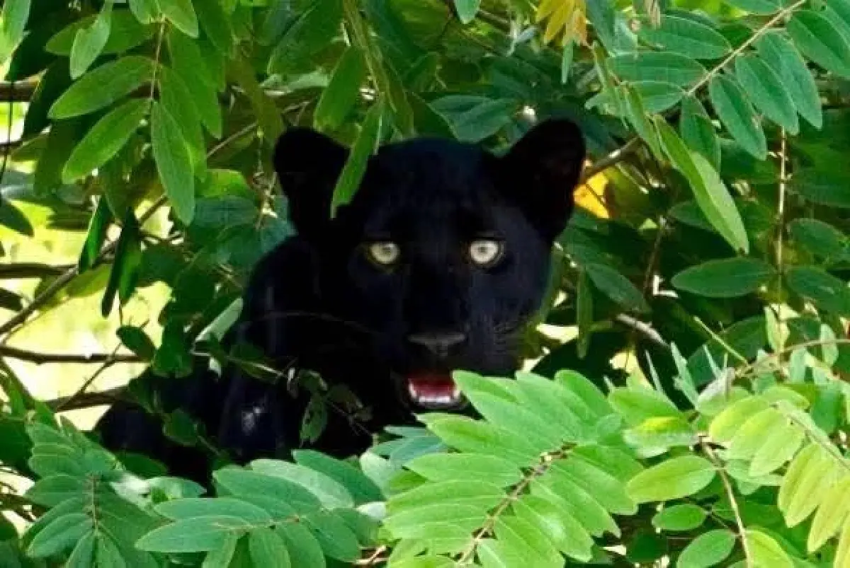 อุทยานแห่งชาติ เปิดภาพ ‘เสือดำ’ ล่าสุด อวดโฉมทักทายนักท่องเที่ยว