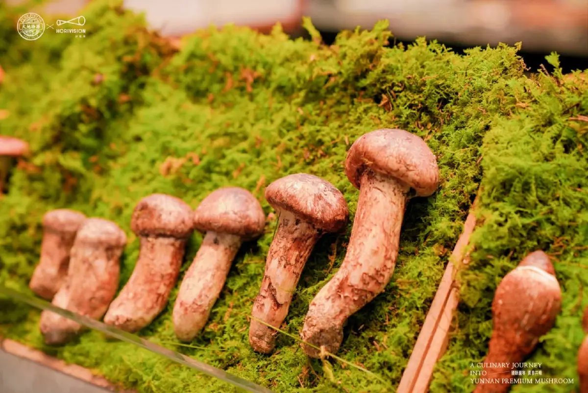 ยูนนาน อาณาจักรเห็ดโลก สู่เห็ดพรีเมียมบนโต๊ะอาหารไทย