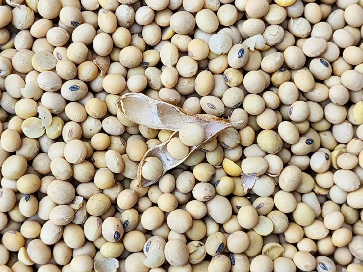 บอร์ดพืชน้ำมัน วางกรอบ 3 ปีโควตานำเข้า กากถั่วเหลือง-เมล็ดถั่วเหลือง-มะพร้าว