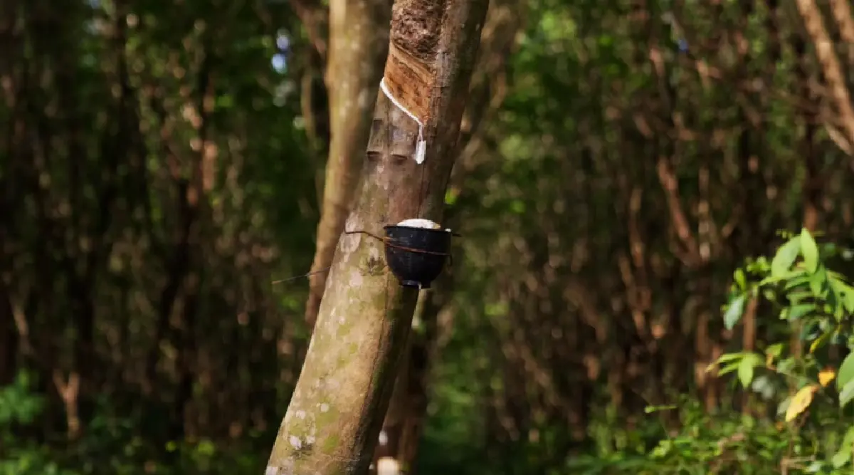 รับเงินก้อนใหญ่ คนปลูกยางพารา โค่งยางปลูกใหม่ ได้เงินไร่ละ 16000