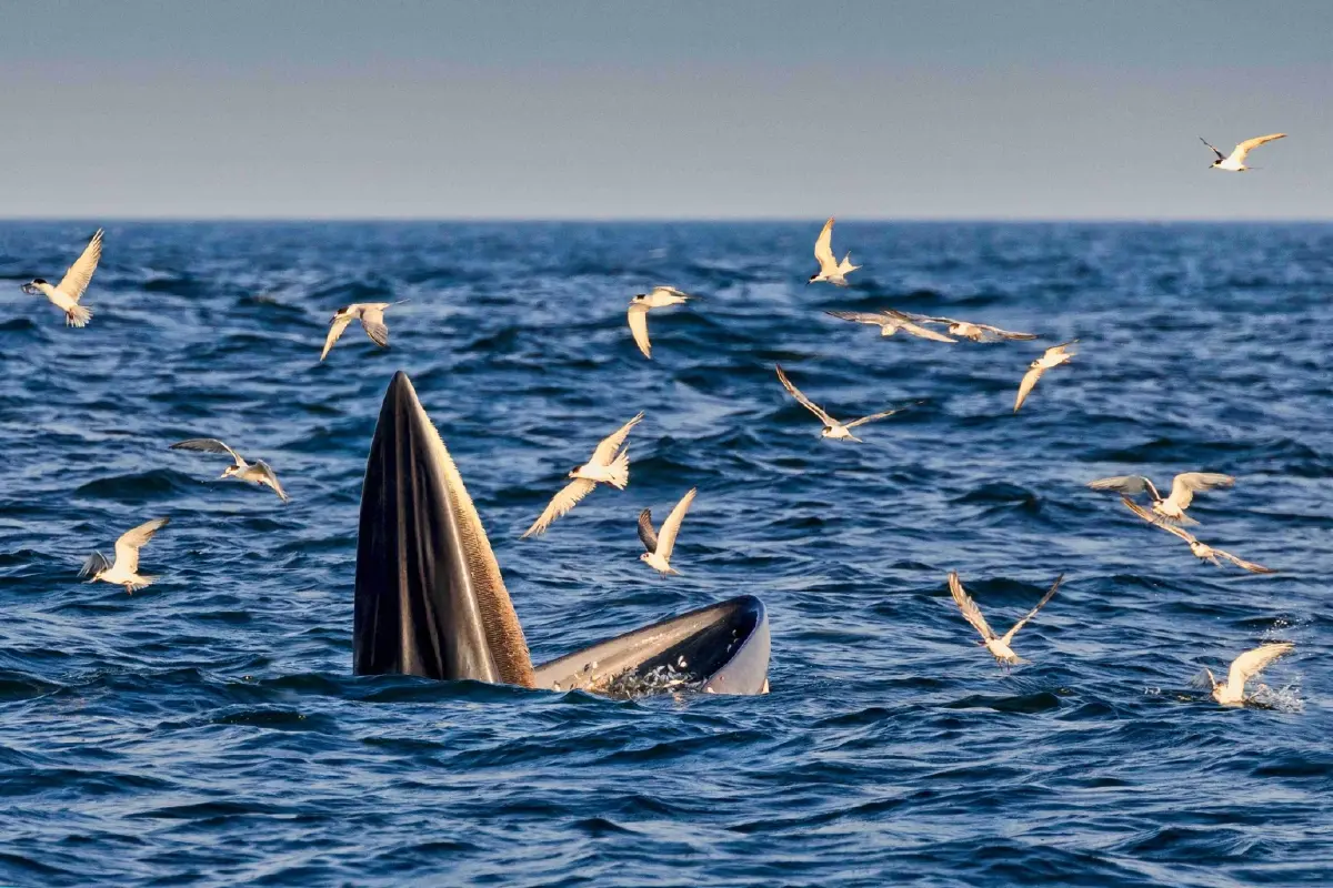 สิทธิ์เหลือ เที่ยวไทยคนละครึ่ง 2568 เที่ยวไหน พิกัดวันงานประเพณี