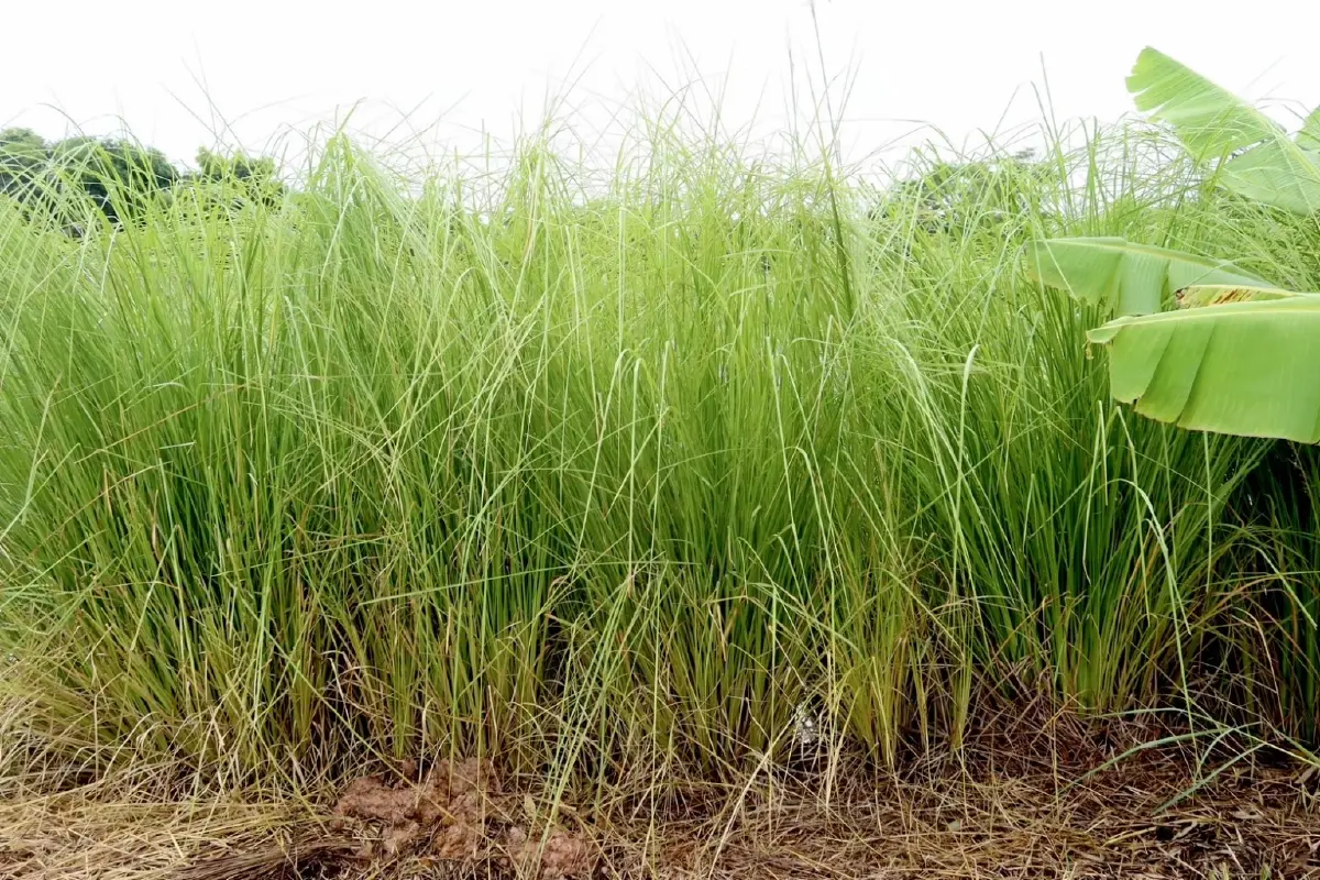 กรมพัฒนาที่ดิน หนุน‘ปลูกหญ้าแฝก’ ฟื้นฟูดิน กักเก็บน้ำ สร้างรายได้ยั่งยืน