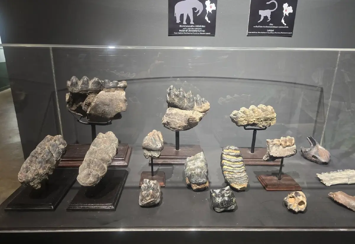 'THAINOSAUR' ชวนย้อนเวลาชม 'ไดโนเสาร์พันธุ์ไทย' ที่ ท่าพิพิธภัณฑ์