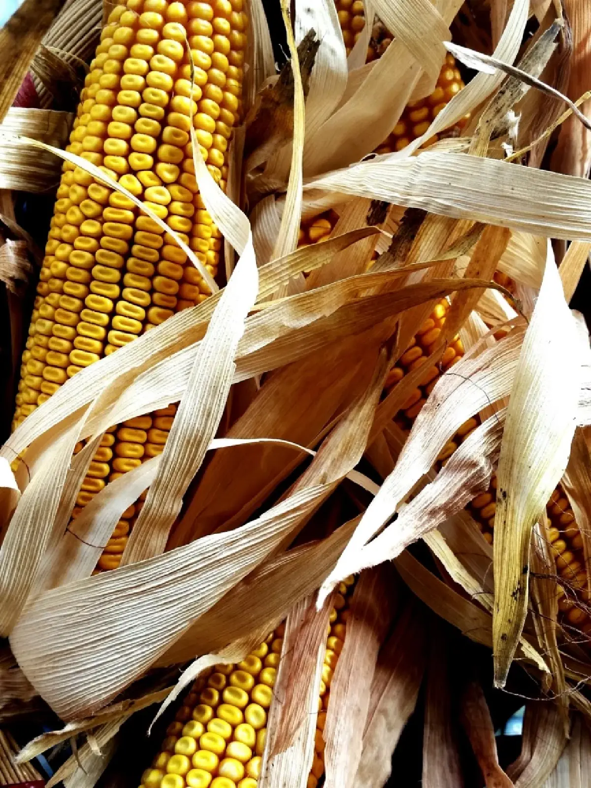 'ราคาข้าวโพดเลี้ยงสัตว์'ในประเทศร่วง  'จตุพร'ปัดปมสินค้าเกษตรสหรัฐป่วน