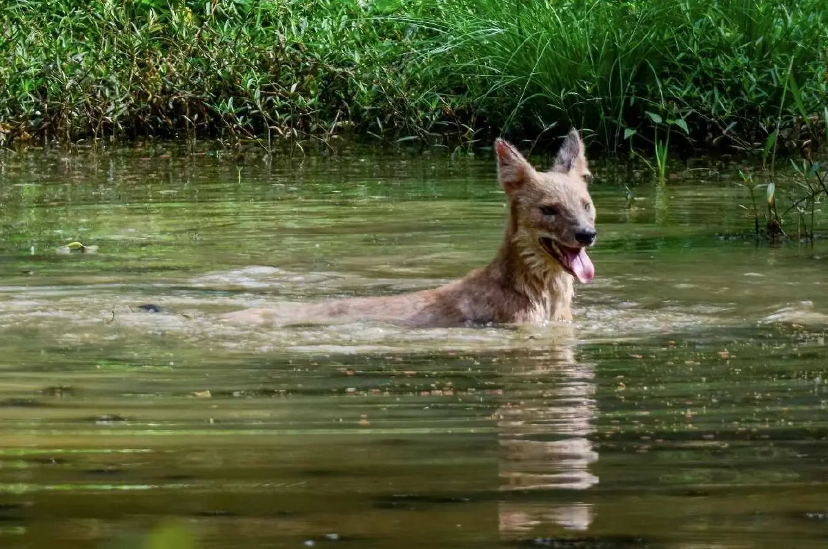 รู้จัก 'หมาใน' หมาป่าไทย สัตว์ผู้ล่า ดัชนีชี้วัดความอุดมสมบูรณ์