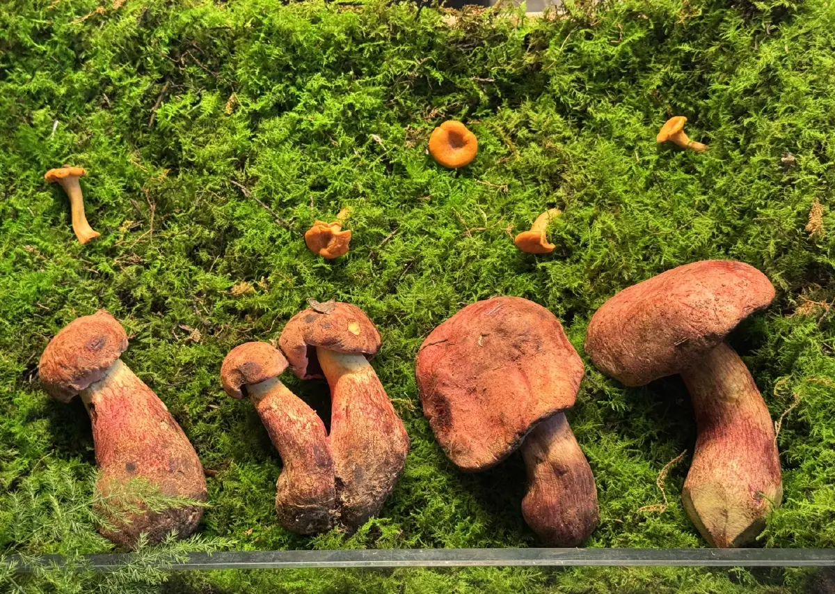 ยูนนาน อาณาจักรเห็ดโลก สู่เห็ดพรีเมียมบนโต๊ะอาหารไทย