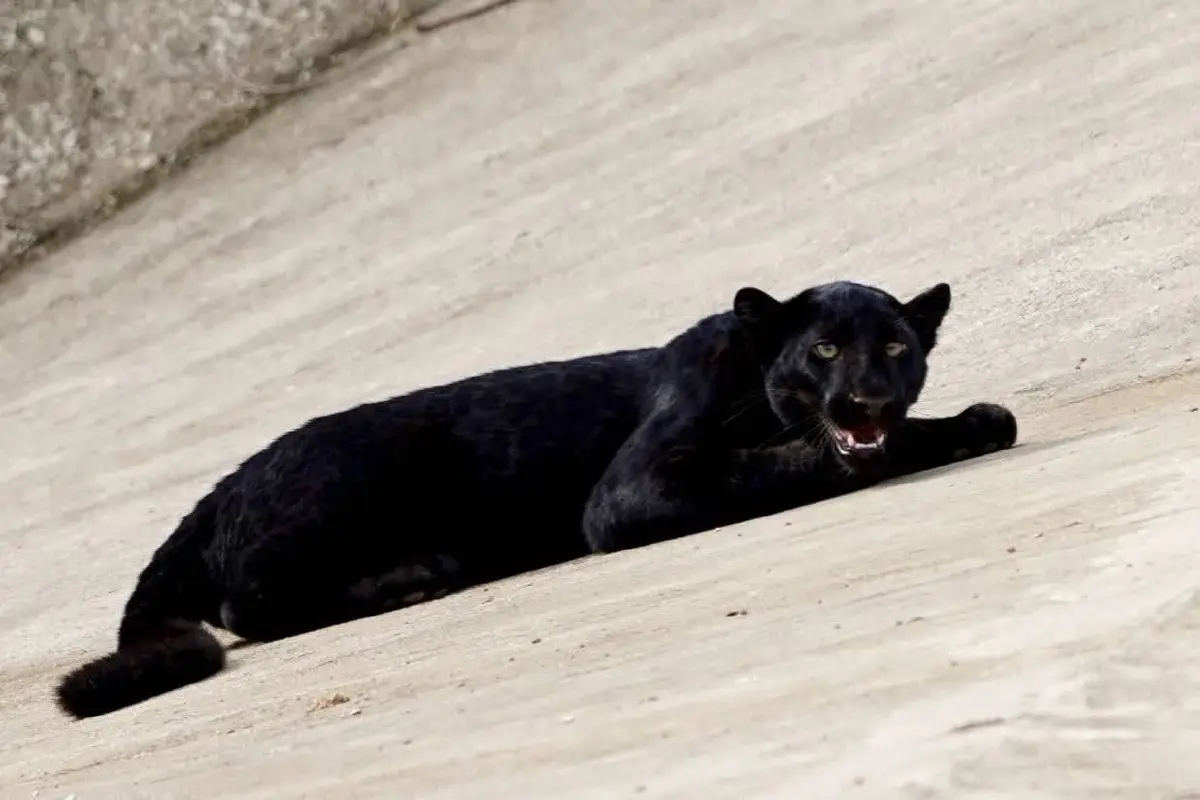 อุทยานแห่งชาติ เปิดภาพ ‘เสือดำ’ ล่าสุด อวดโฉมทักทายนักท่องเที่ยว