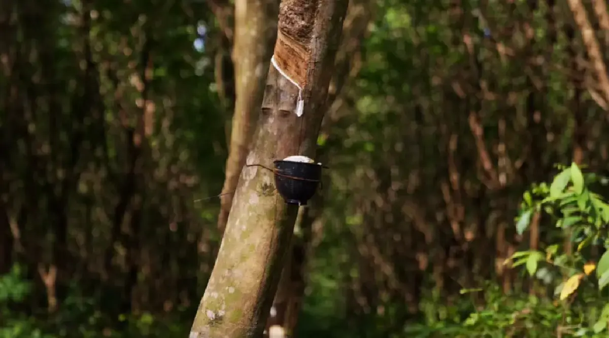 เงินช่วยเหลือชาวสวนยาง ได้เงิน 16000 โค่งยางปลูกใหม่ กยท.จ่ายครบ