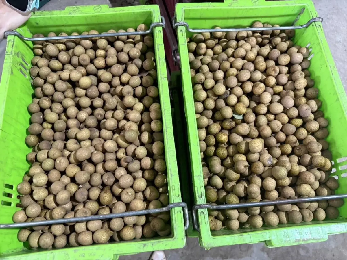 “พาณิชย์"เปิดจุดรับซื้อลำไยให้ครอบคลุมทุกพื้นที่ ช่วยเกษตรกรขายผลผลิต