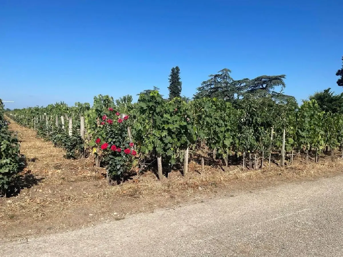 ชาโต เชอวาล บลอง ชิมเจ้า ‘ม้าขาว’ ถึงชาโต