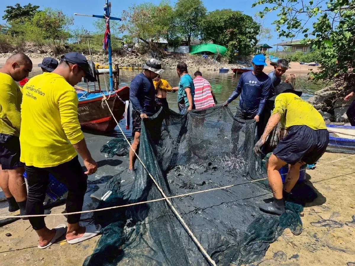 ประมงระยอง เร่งแผนลด ‘ปลาหมอคางดำ’ หนุนจับ-แปรรูป-สร้างสมดุลระบบนิเวศ