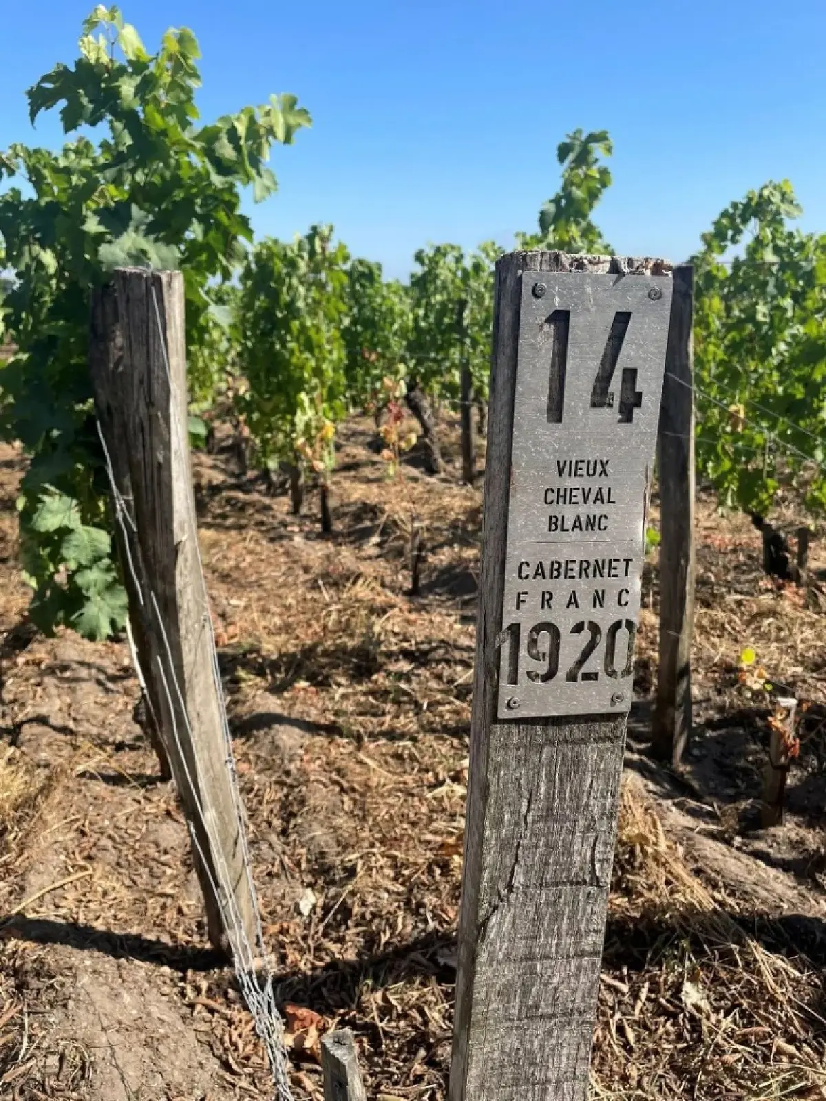 ชาโต เชอวาล บลอง ชิมเจ้า ‘ม้าขาว’ ถึงชาโต