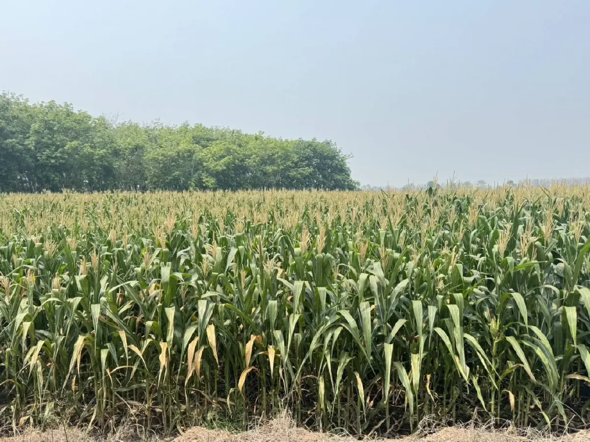 สศก. แจงกระบวนการพยากรณ์สินค้าเกษตร โปร่งใส เชื่อถือได้ ไม่มั่ว