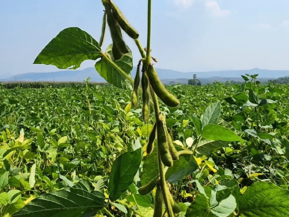 บอร์ดพืชน้ำมัน วางกรอบ 3 ปีโควตานำเข้า กากถั่วเหลือง-เมล็ดถั่วเหลือง-มะพร้าว