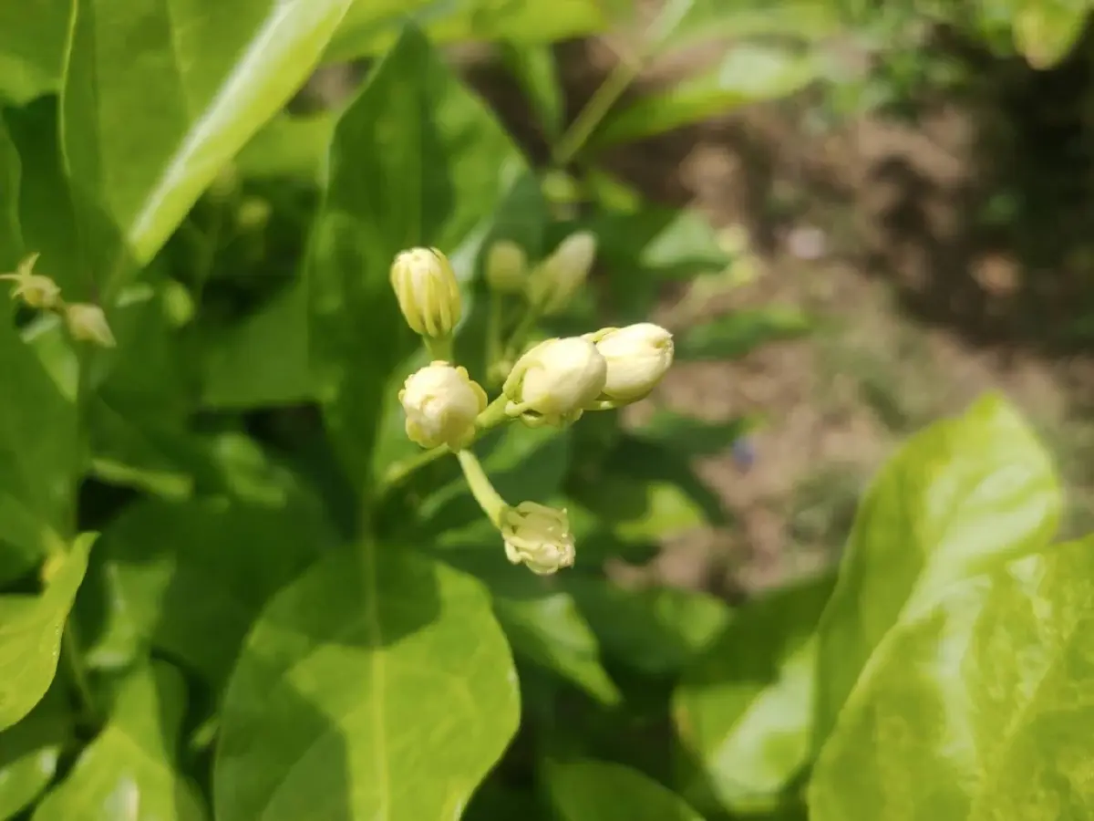 วันแม่หนุนราคาดอกมะลิพุ่งช่วงสั้นๆ หลังตกต่ำต่อเนื่อง 26 %