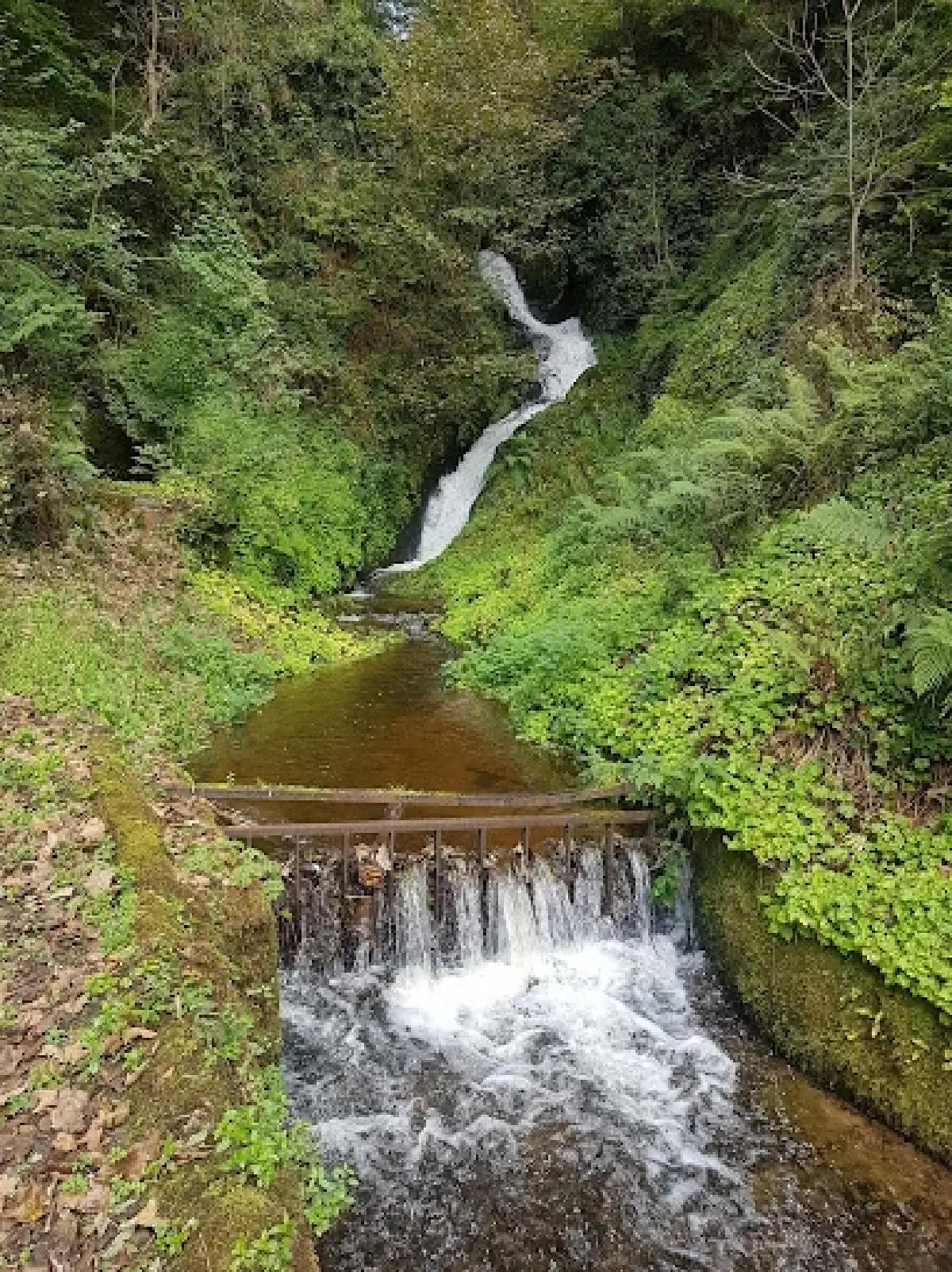 เกลนกอยน์ (Glengoyne) ซิงเกิล มอลต์ แห่งหุบเขาห่านป่า