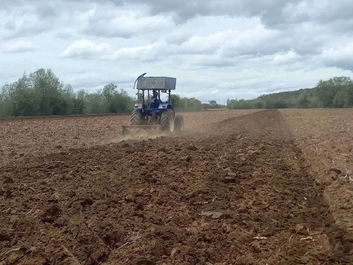 เตรียมดินก่อนปลูกมันสำปะหลัง เพิ่มผลผลิตคุณภาพ สร้างรายได้ดี